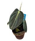 2" Custom Asst: Philodendron Melanochrysum